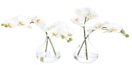 Orchid in Bud Vase